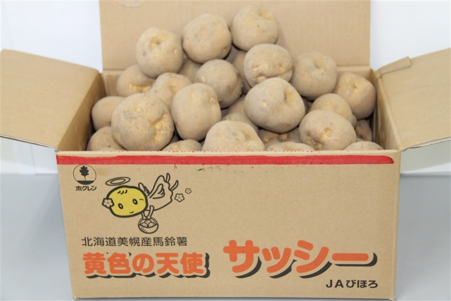 JAтق@ႪTbV[@LTCY10kg@s11{`Jnt