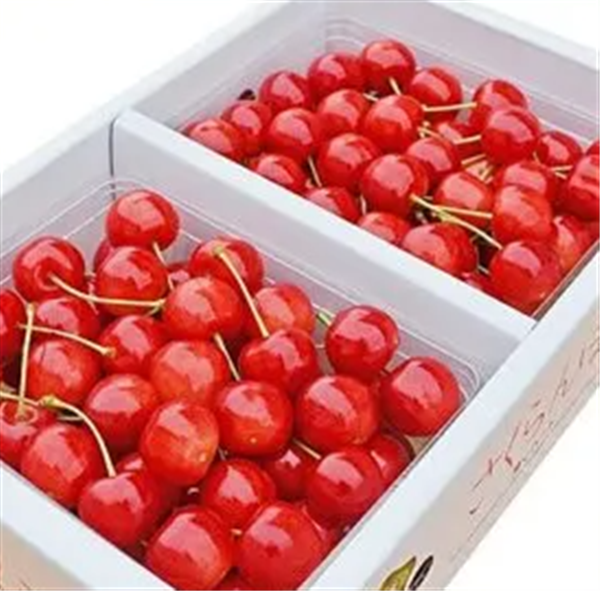 【2025年受付終了】増毛町産さくらんぼ 紅秀峰 300g×2P 2Lサイズ以上《7月中旬~発送開始》
