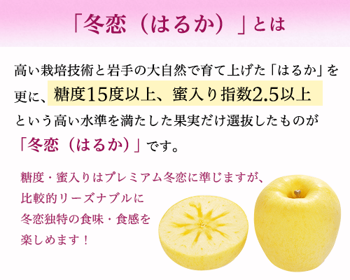 「冬恋(はるか)」とは高い栽培技術と岩手の大自然で育て上げた「はるか」を更に、糖度15度以上、蜜入り指数2.5以上 という高い水準を満たした果実だけ選抜したものが「冬恋(はるか)」です。糖度・蜜入りはプレミアム冬恋に準じますが、比較的リーズナブルに冬恋独特の食味・食感を楽しめます!