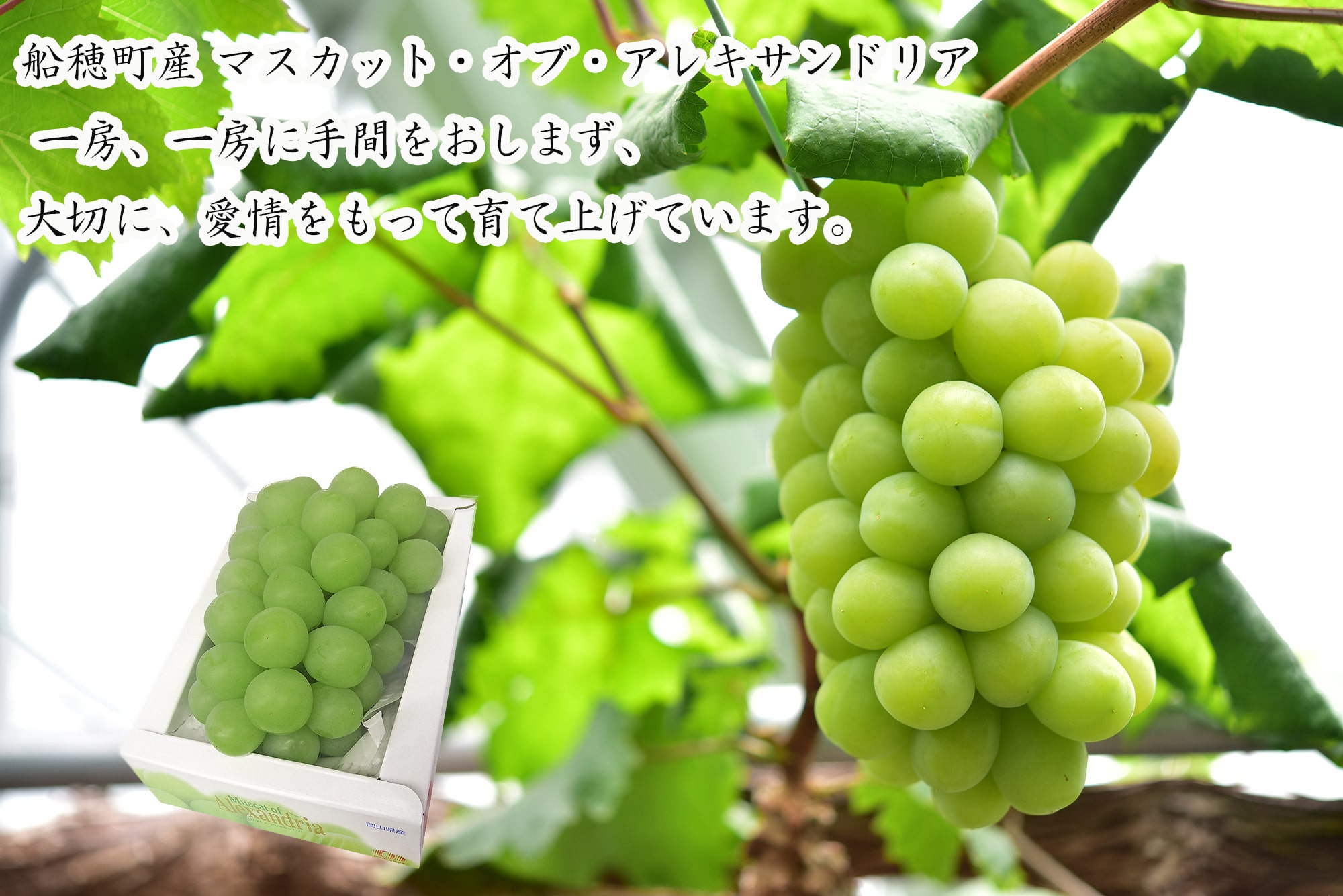 産地直送 通販 お取り寄せ クール便 マスカット オブ アレキサンドリア 1房600ｇ Ja晴れの国岡山 ｊａタウン